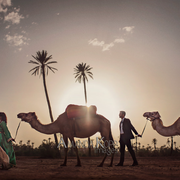 camel wedding photoshoot